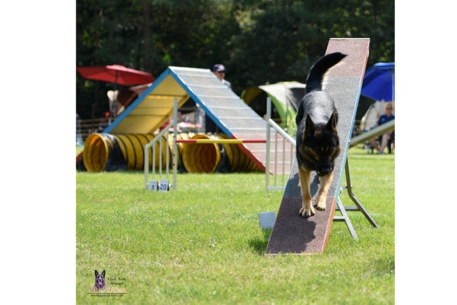 agility vereinstraining