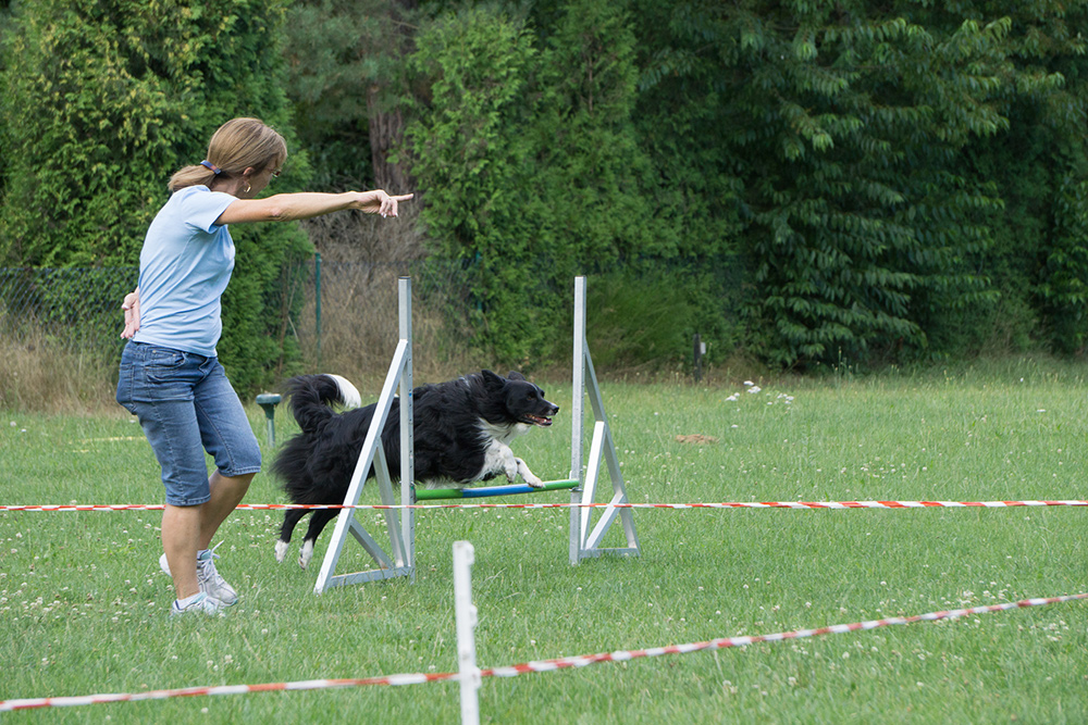 Angebote Longieren 3