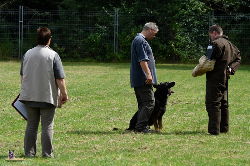 schutzhundeausbildung