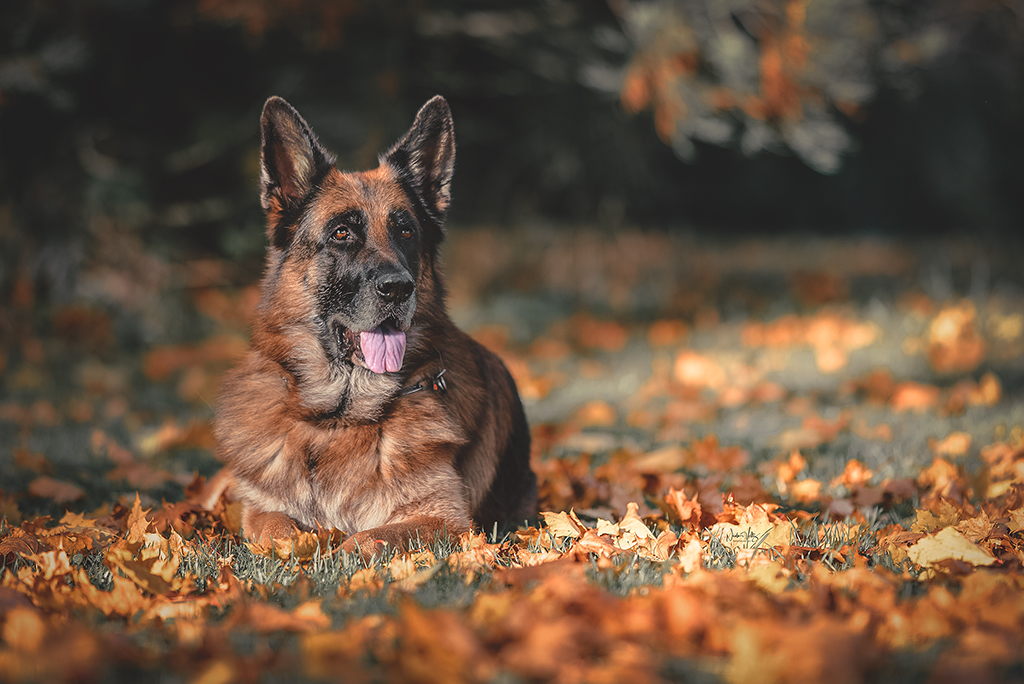 Herbst 2019
