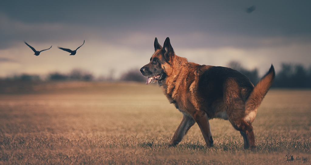 Lennox Herbsmotiv 2025